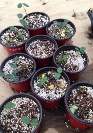 �󻧲�ģ�����һ��Ŷ������ɭ~~~