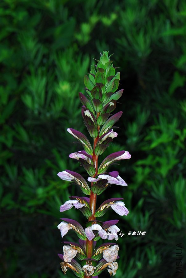 aeacanthus_mollis_529.jpg
