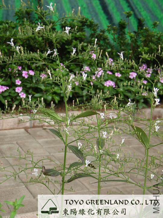 Andrographis paniculata Habit.JPG
