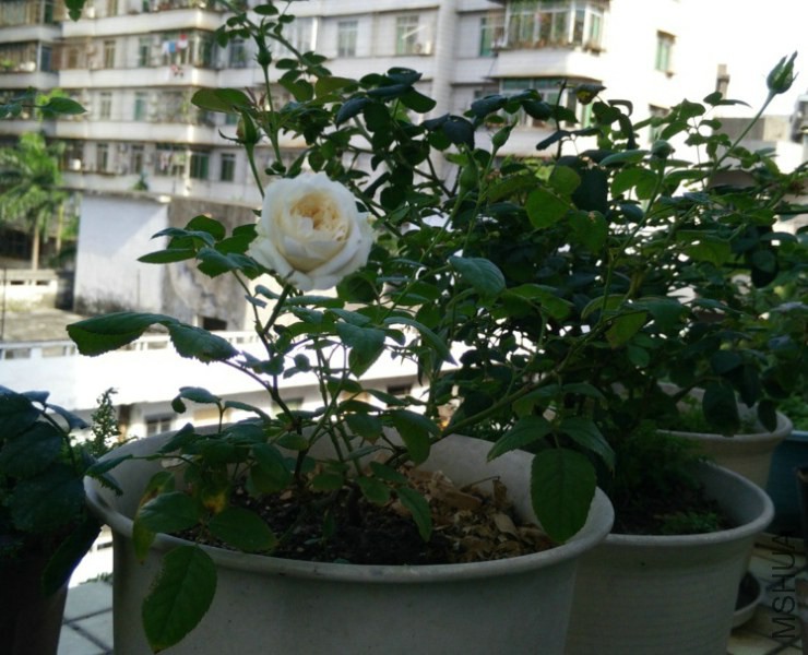 �¼�-��ϣ-20140619083249.jpg