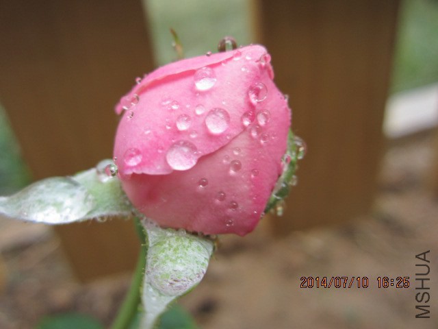 IMG_3579.JPG