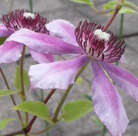 20140712_102951_mh1405156611577.jpg