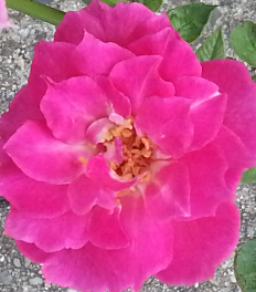 20140704_082607_mh1405157645193.jpg