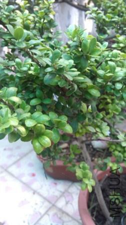 IMG_20140712_115300.jpg