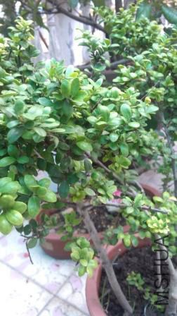 IMG_20140712_115254.jpg