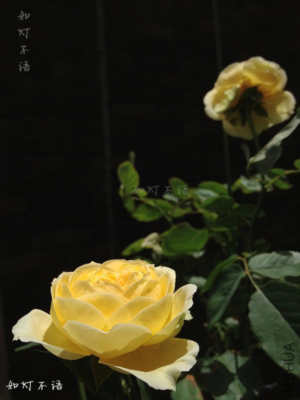 a004.jpg