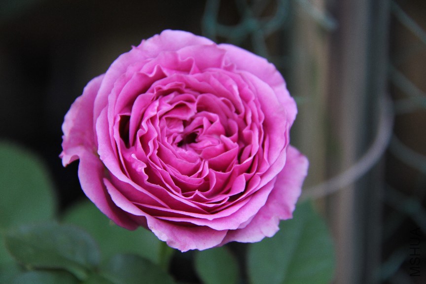 BigBull_IMG_2405.JPG