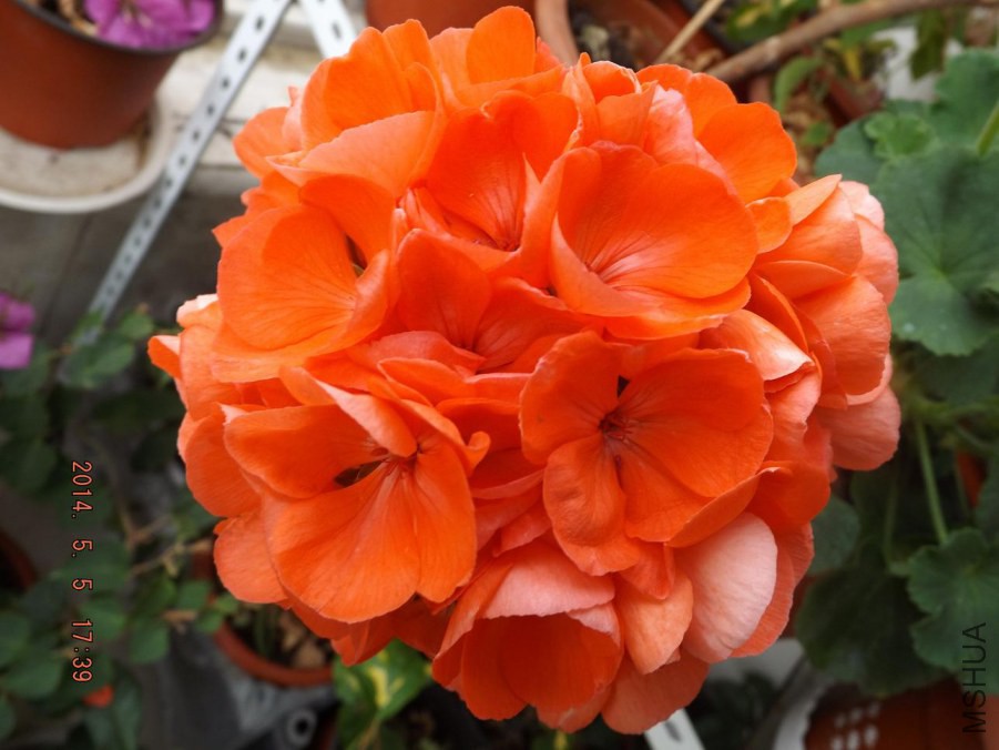 DSCF0846.jpg