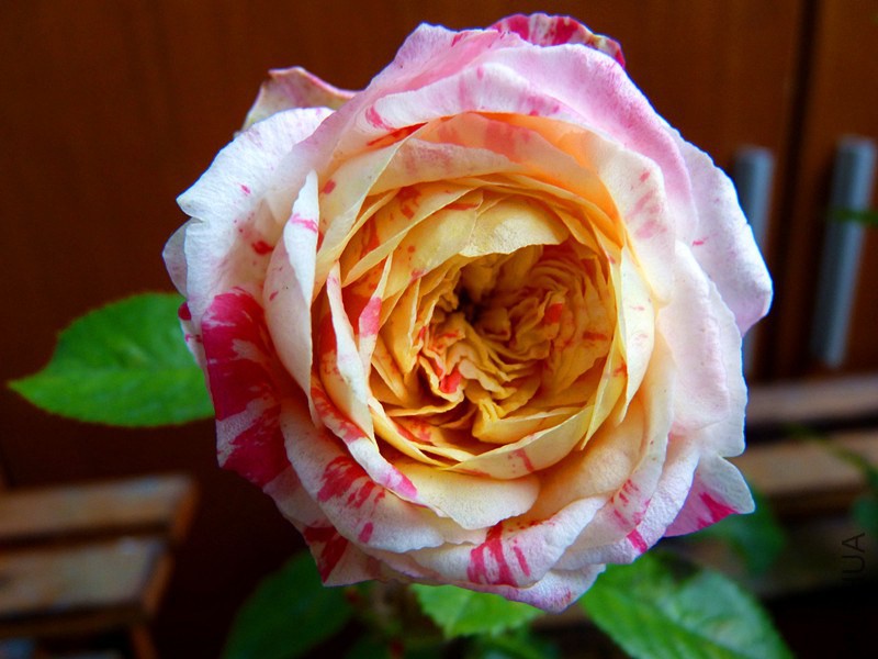 P1050090_����.jpg