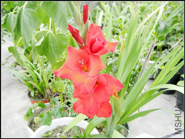 DSCN5173.jpg