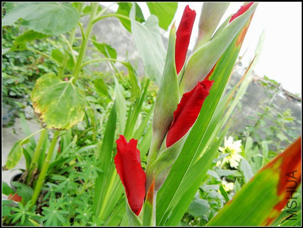 DSCN5150.jpg