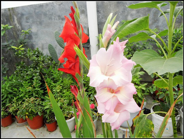 DSCN5184.jpg