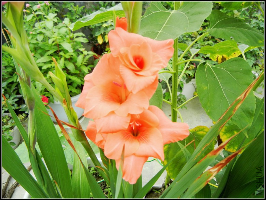 DSCN5220.jpg