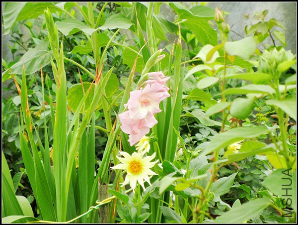 DSCN5194.jpg