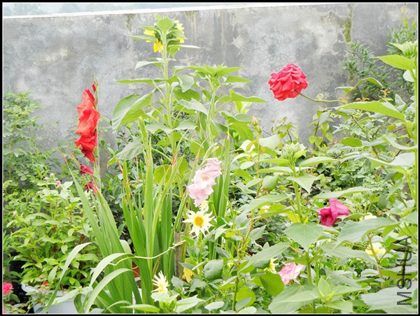DSCN5195.jpg