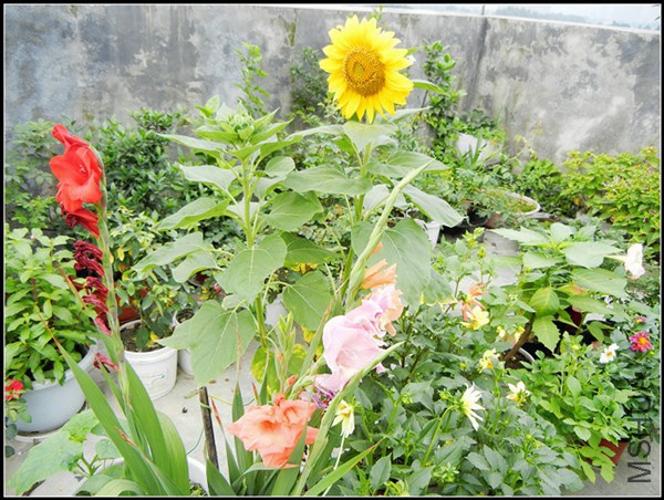 DSCN5206.jpg