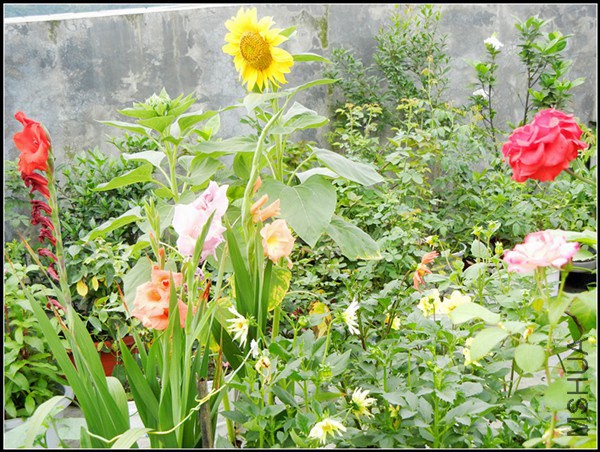 DSCN5216.jpg
