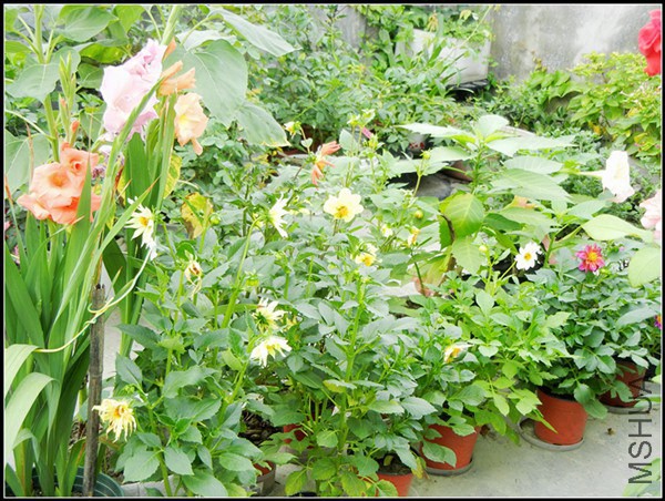 DSCN5217.jpg