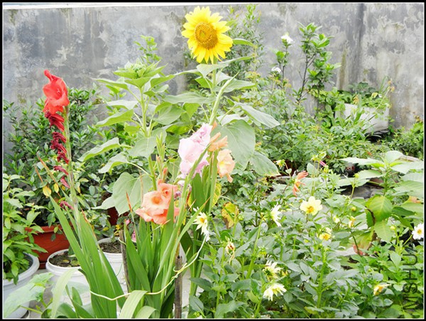 DSCN5218.jpg