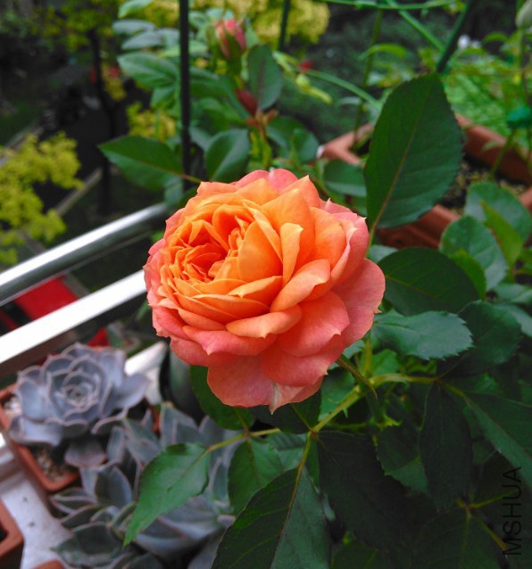 QQͼƬ20140713230634.jpg