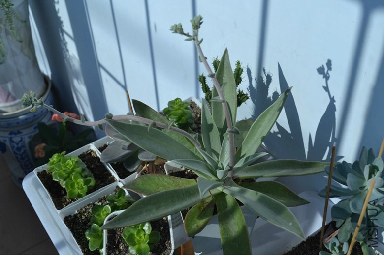 psb (3)_����.jpg
