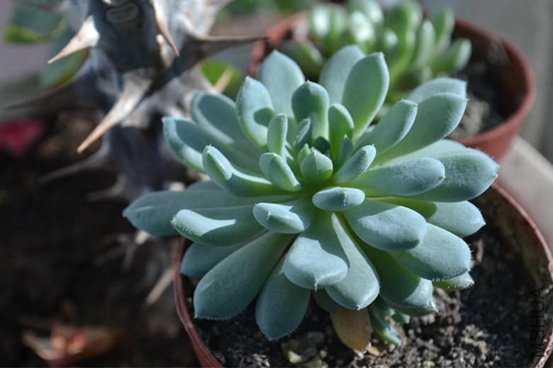 psb (17)_����.jpg