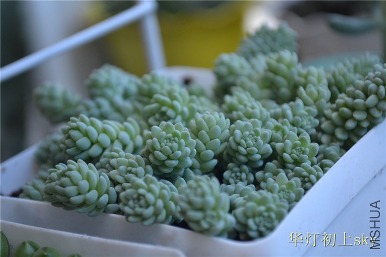 psb (77).jpg