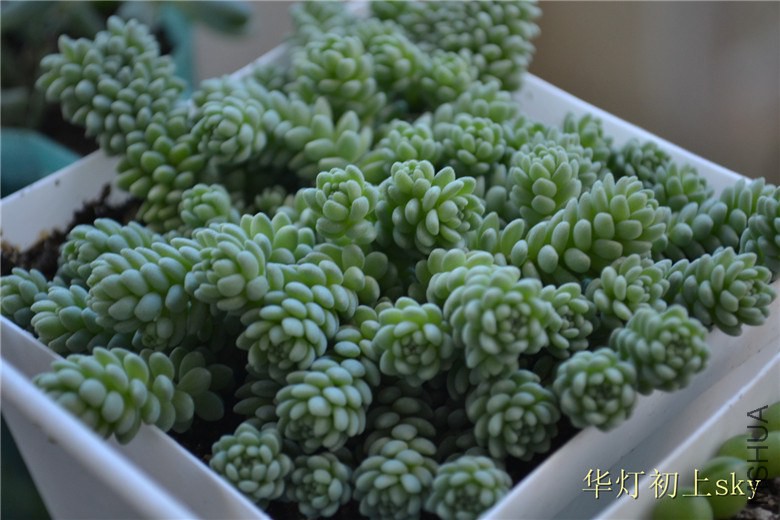 psb (80).jpg