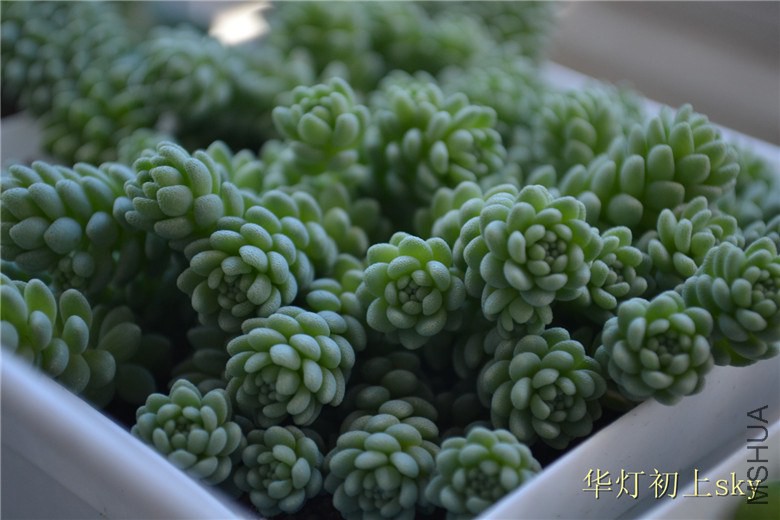 psb (81).jpg