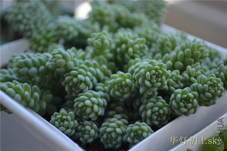 psb (82).jpg