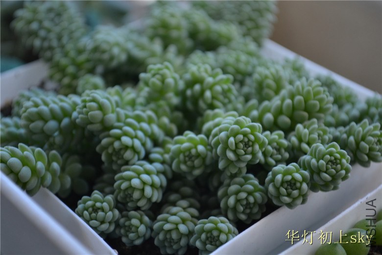 psb (83).jpg