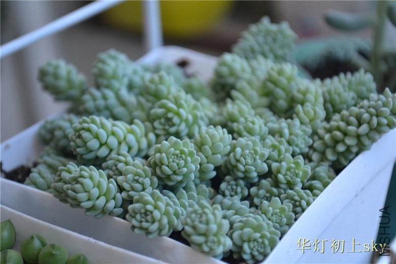 psb (85).jpg