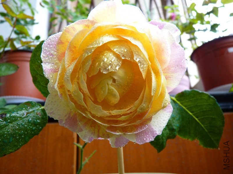 psb (2).jpg