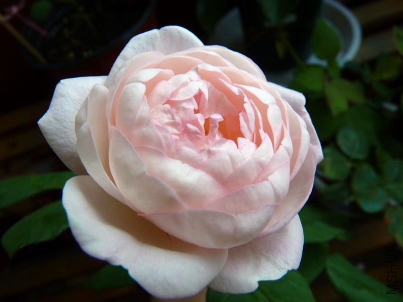 psb (9).jpg