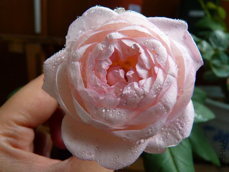 psb (10).jpg