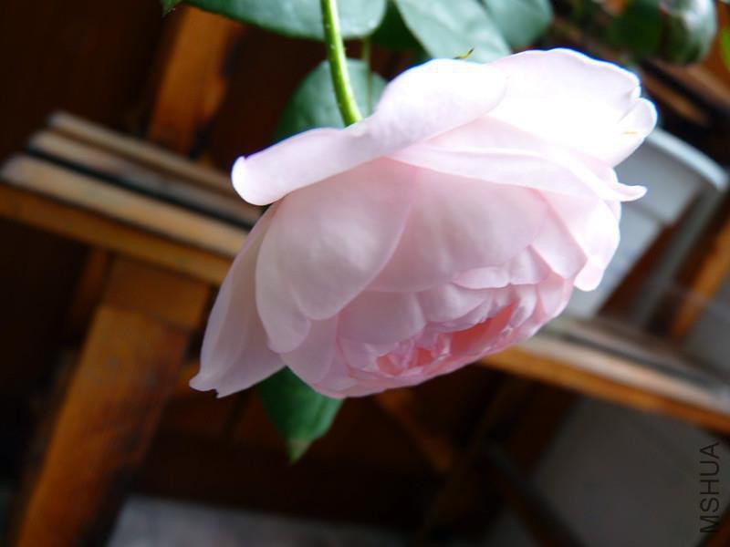 psb (8).jpg