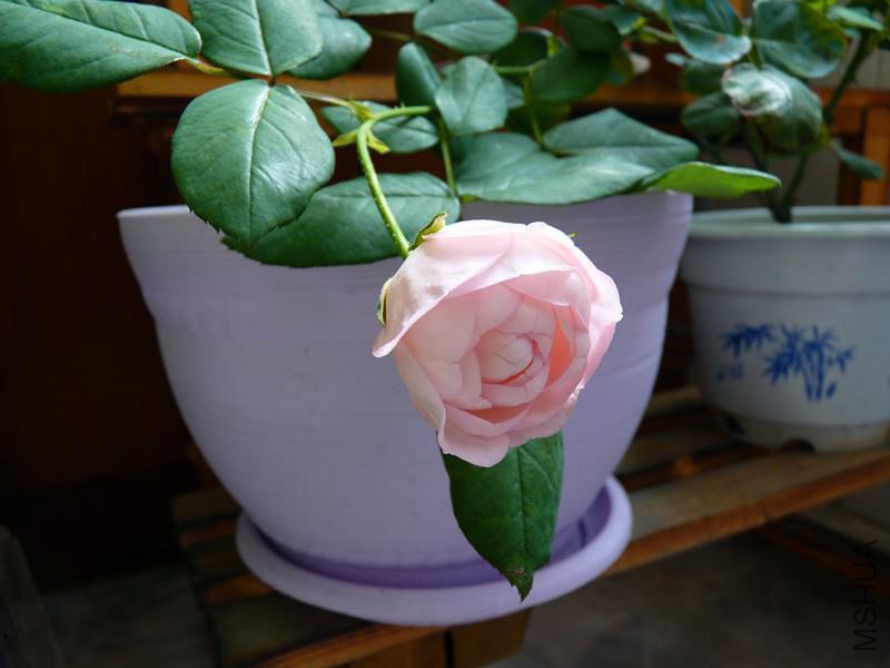 psb (11).jpg