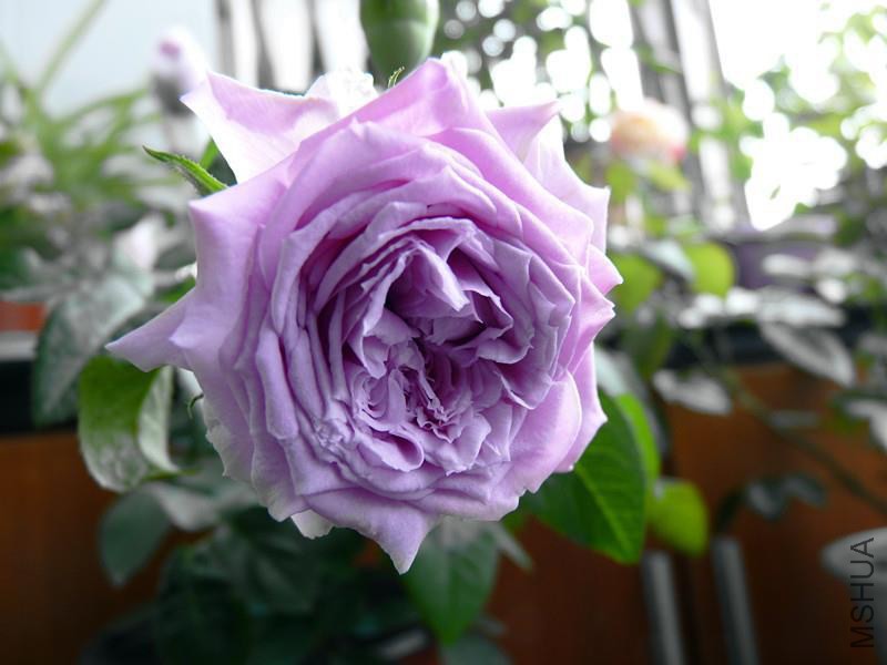 psb (16).jpg
