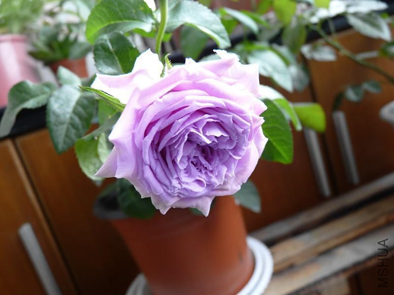 psb (17).jpg