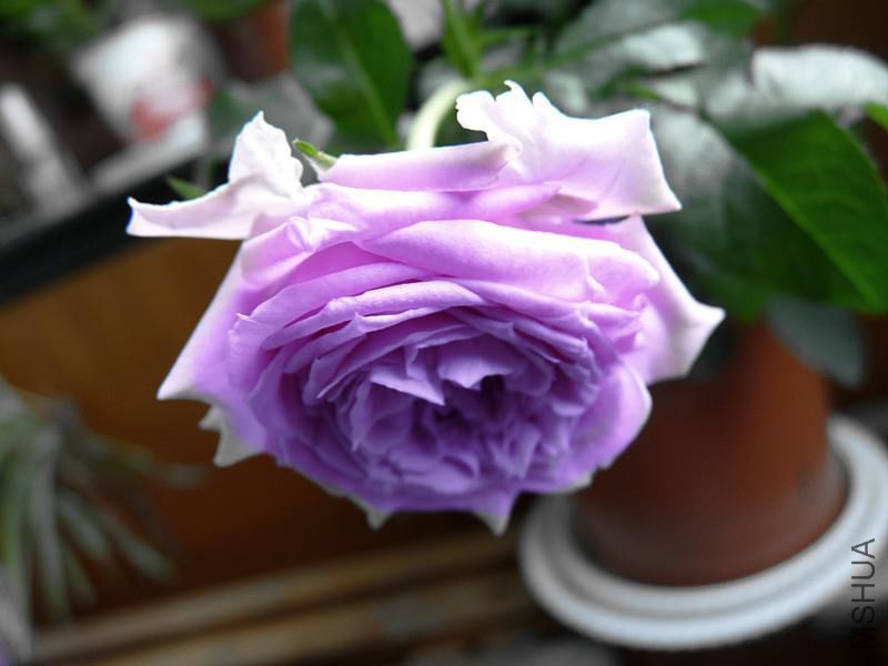 psb (15).jpg