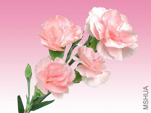 2006flower-pink.jpg