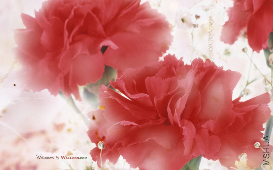 Carnation_15s960x639.jpg
