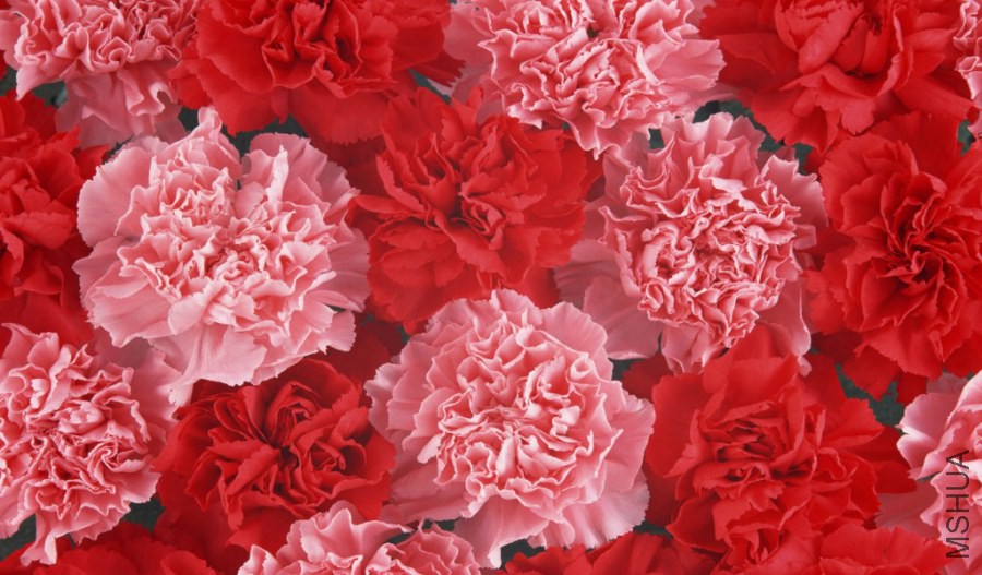 flower_carnation_flowers_mothers_day_14837_8.jpg