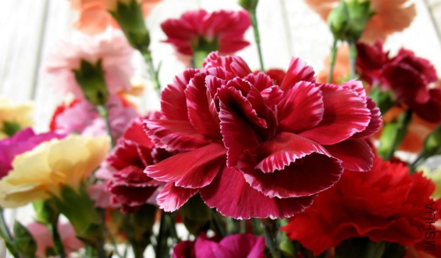 flower_carnation_flowers_mothers_day_14930_8.jpg