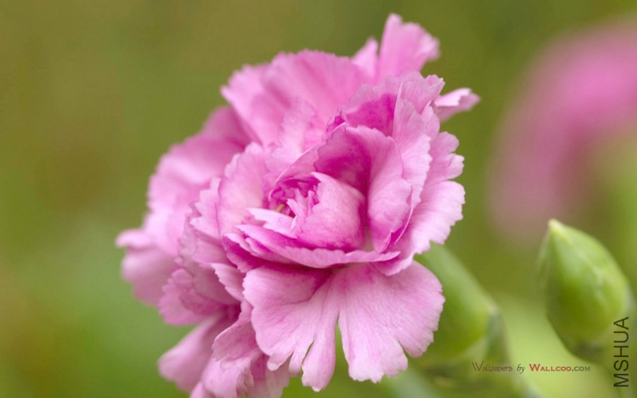 Carnation_32s960x639.jpg
