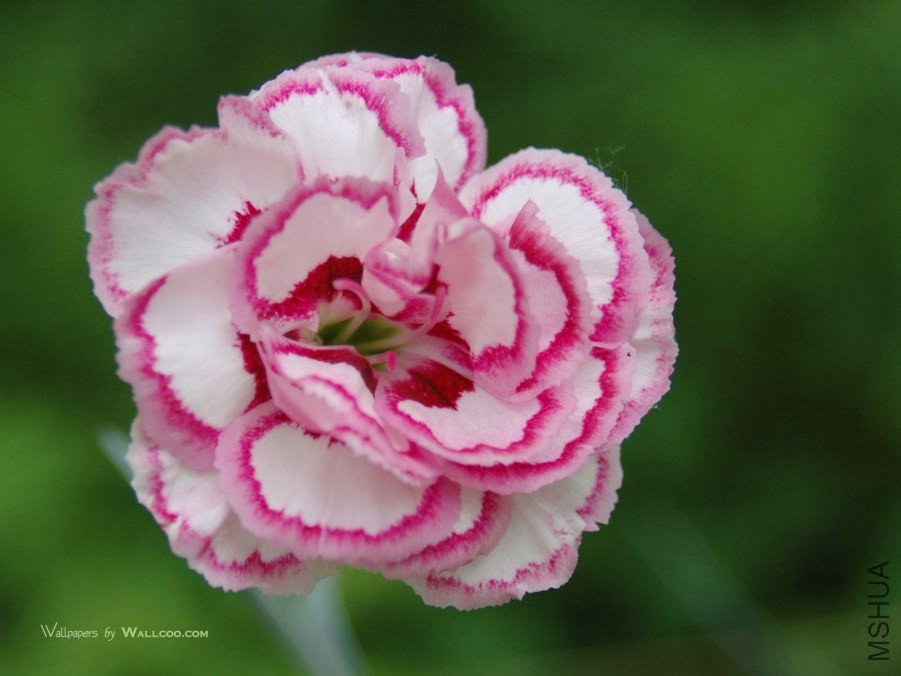 flower_carnation_flowers_mothers_day_14874_5.jpg