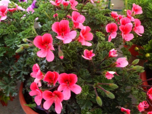 DSC_0002 - ����.jpg