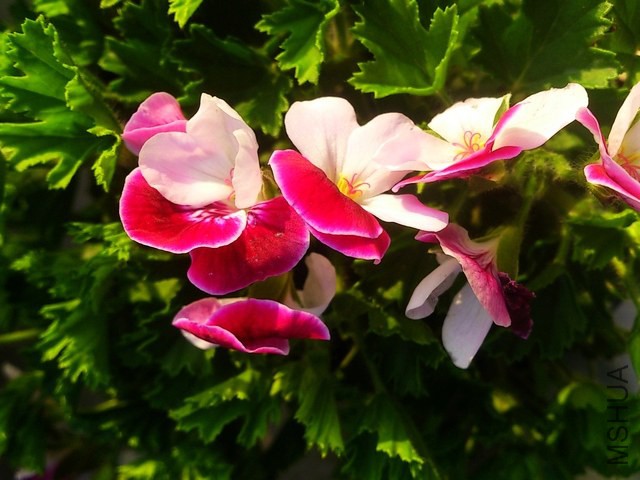 DSC_0006 (3) - ����.jpg