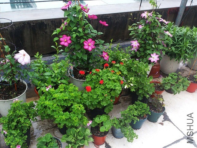 DSC_0009 - ����.jpg