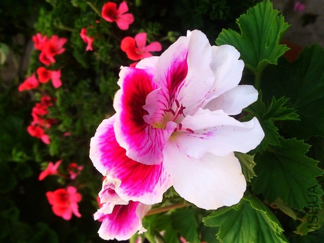 DSC_0010 (3) - ����.jpg